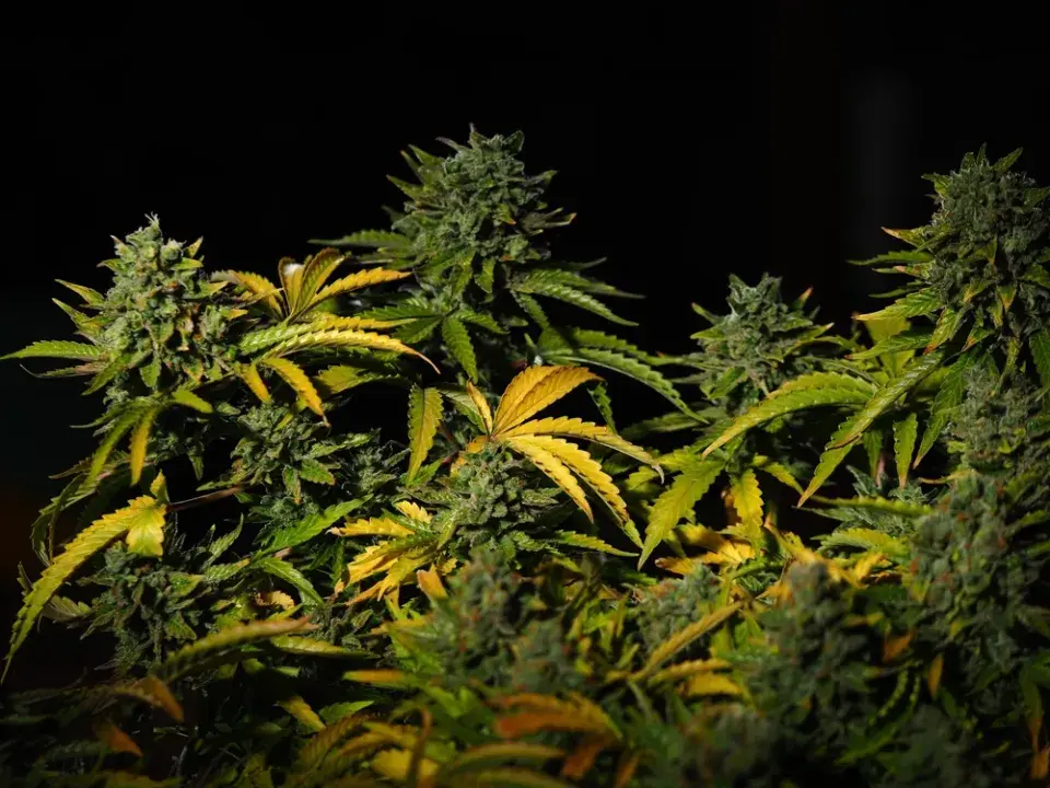 Pěstování konopí 