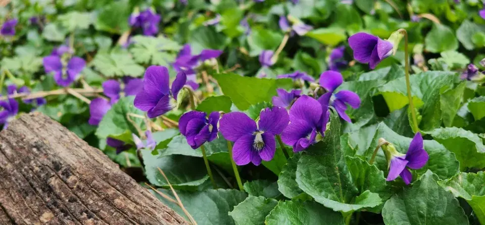 Magické účinky jarních květin