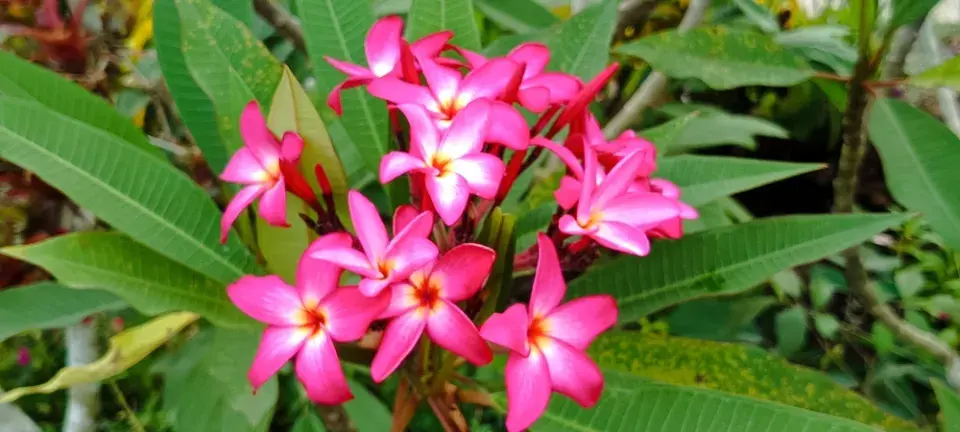 Růžová zahrada, kterou ale zdaleka netvoří jen růže