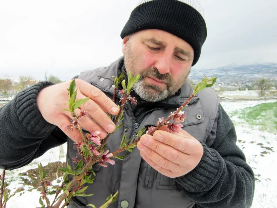 Mráz poškozuje květy