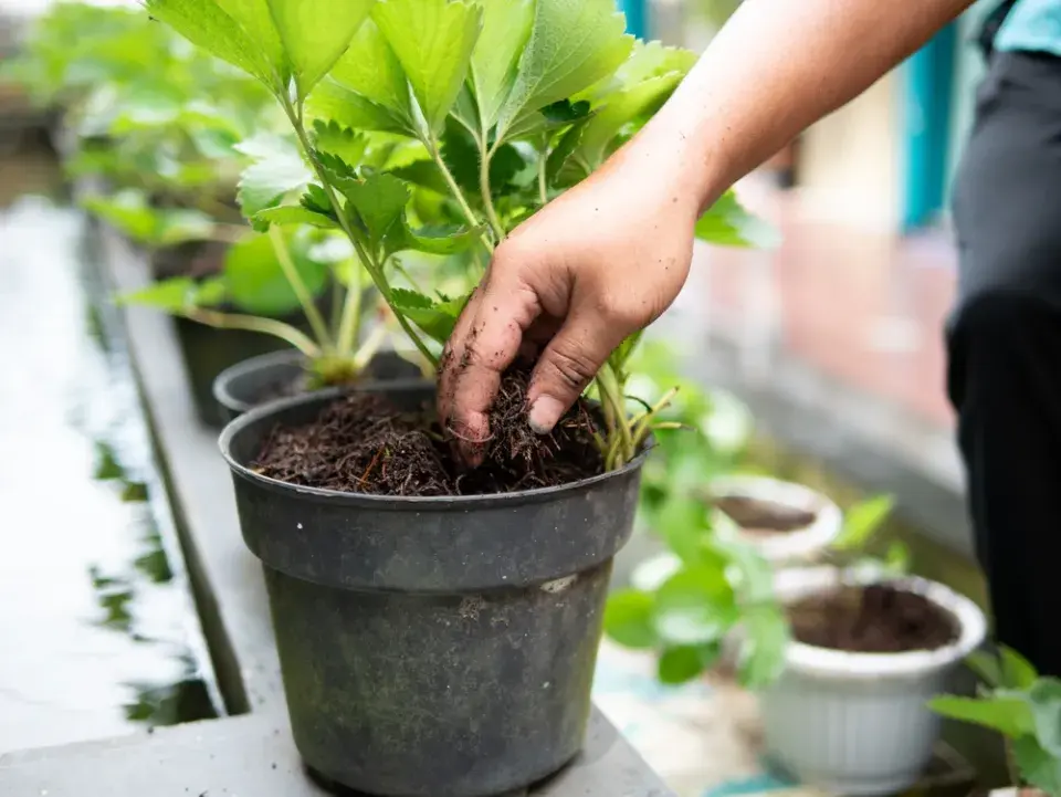 Jak odstranit z květináčů vápencový nános a připravit je na novou sezonu?