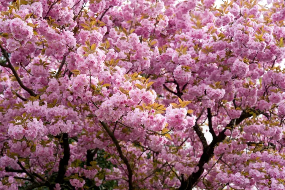 Růžová zahrada, kterou ale zdaleka netvoří jen růže