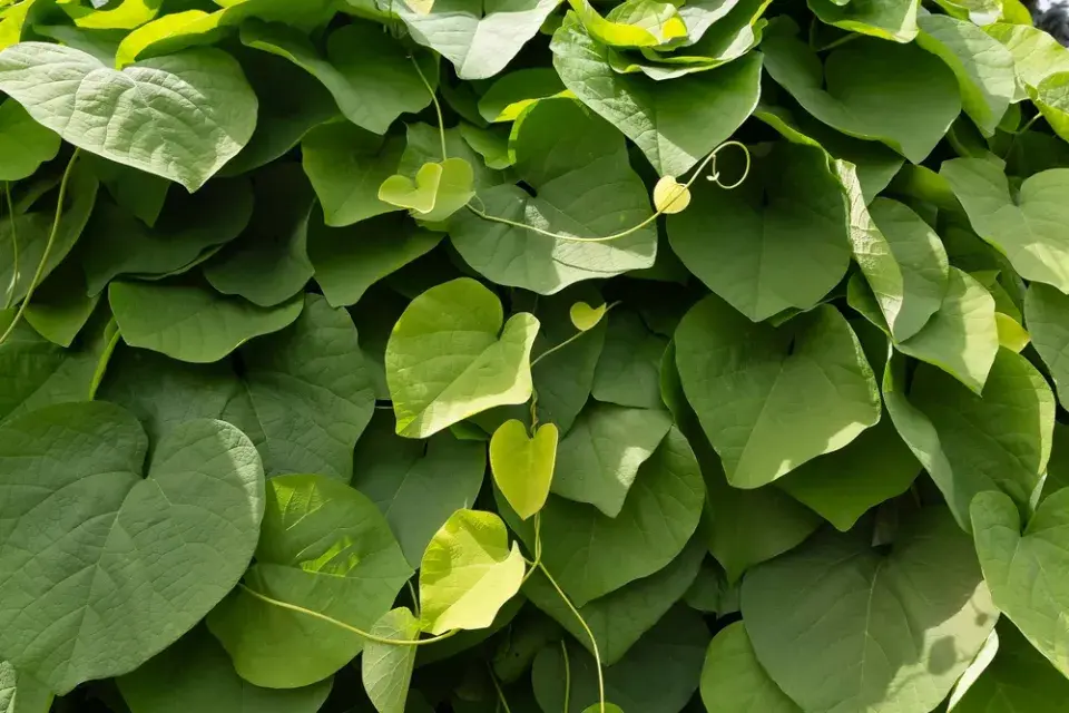 Podražec velkolistý vám vytvoří nad hlavou dokonalý baldachýn