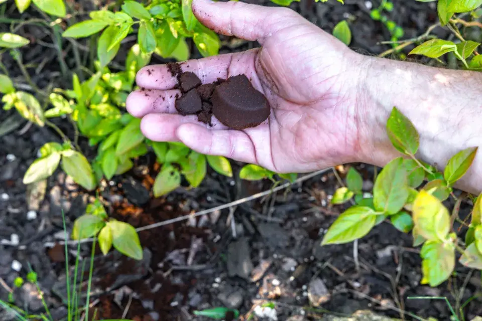 Vliv kávy na rostliny