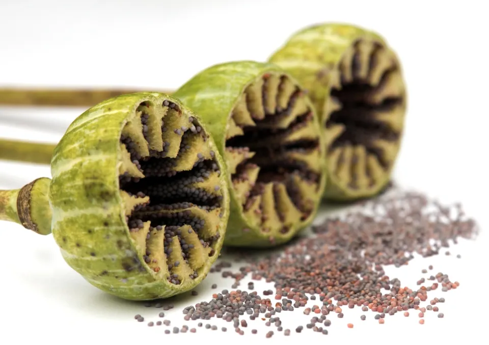 Potravinářský mák 