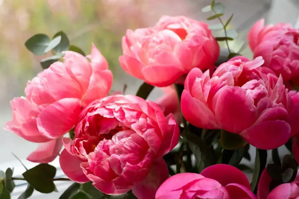 Růžová zahrada, kterou ale zdaleka netvoří jen růže