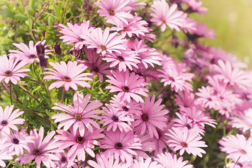 Růžová zahrada, kterou ale zdaleka netvoří jen růže