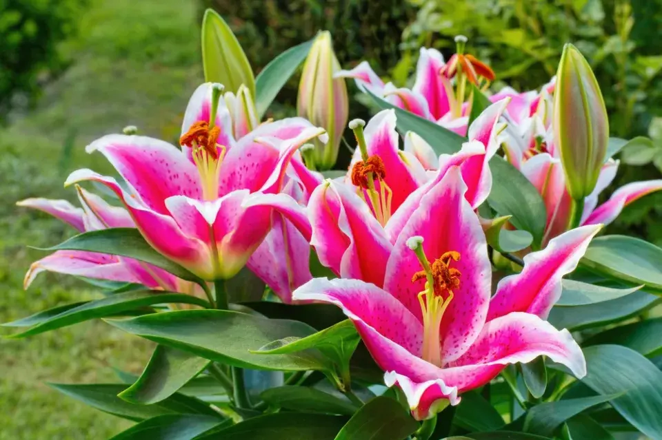 Růžová zahrada, kterou ale zdaleka netvoří jen růže