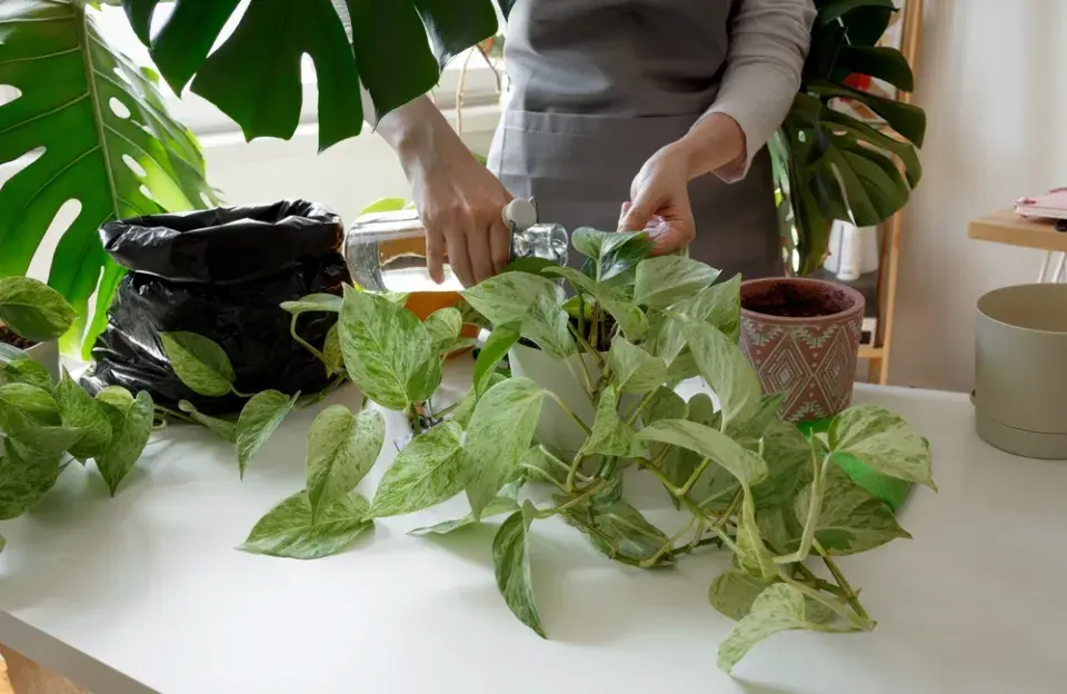 rostliny do kanceláře