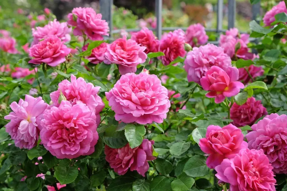 Růže ´Princess Anne´