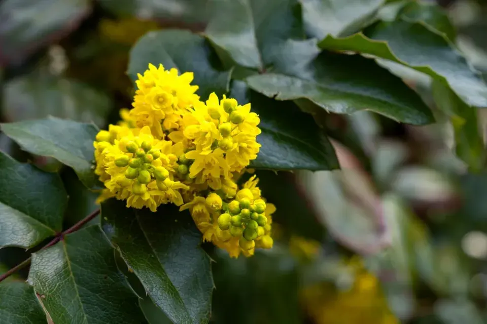 Žlutě kvetoucí zahrada imituje slunce a zvedá náladu