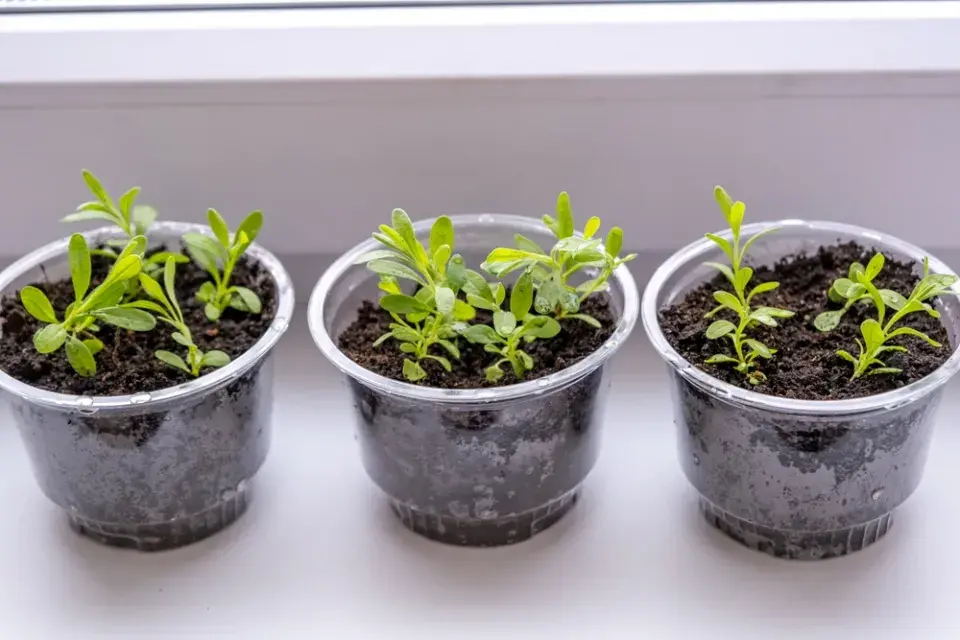 Rostliny, které lze vysévat v lednu