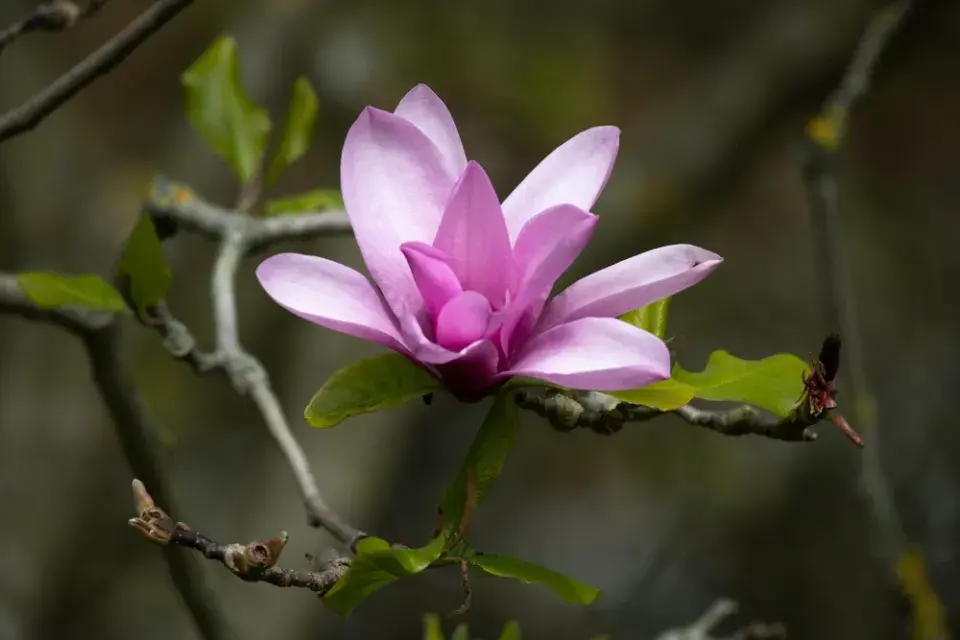 Růžová zahrada, kterou ale zdaleka netvoří jen růže