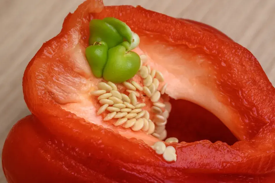 Rostliny, které lze vysévat v lednu