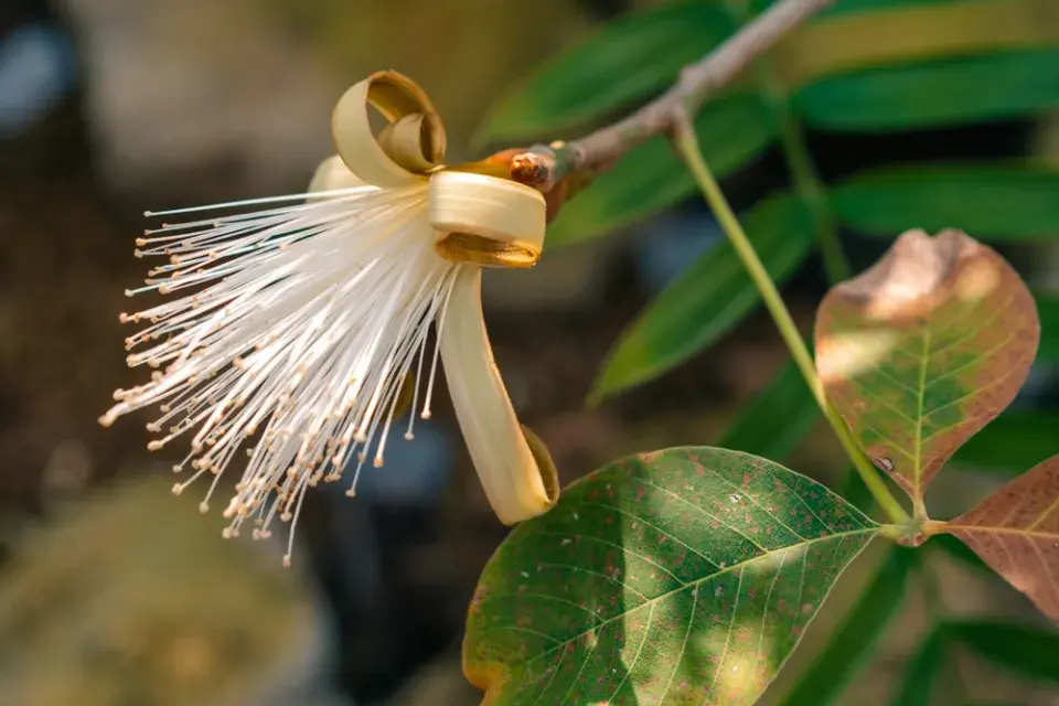 Pachira je spolehlivá, reprezentativní a dlouhověká pokojová rostlina