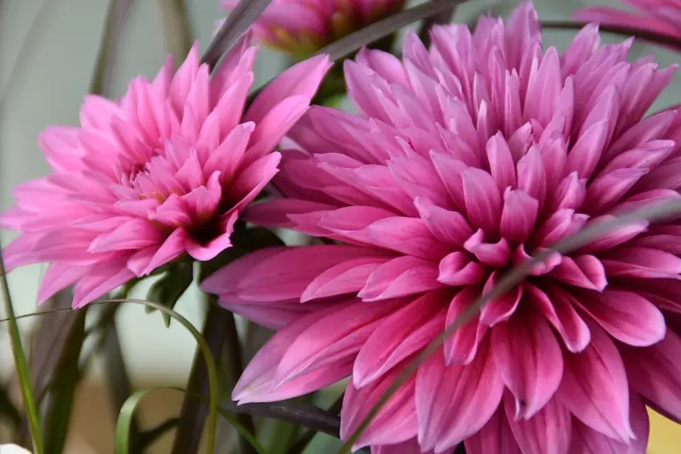 Růžová zahrada, kterou ale zdaleka netvoří jen růže