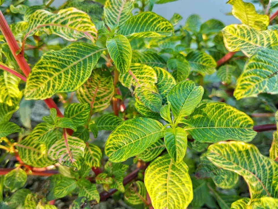 irezína (Iresine herbstii) 