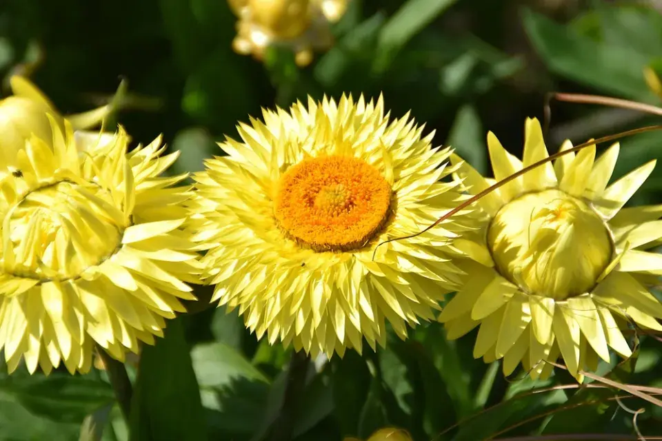 Žlutě kvetoucí zahrada imituje slunce a zvedá náladu