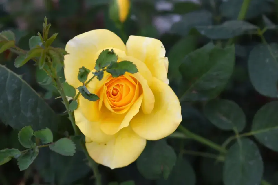 Žlutě kvetoucí zahrada imituje slunce a zvedá náladu