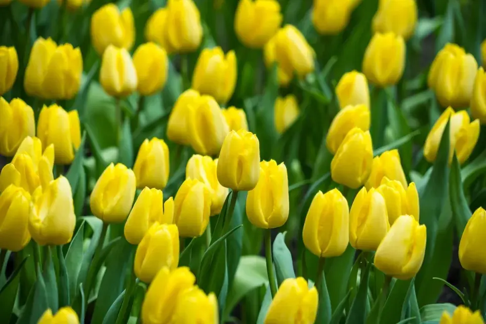 Žlutě kvetoucí zahrada imituje slunce a zvedá náladu