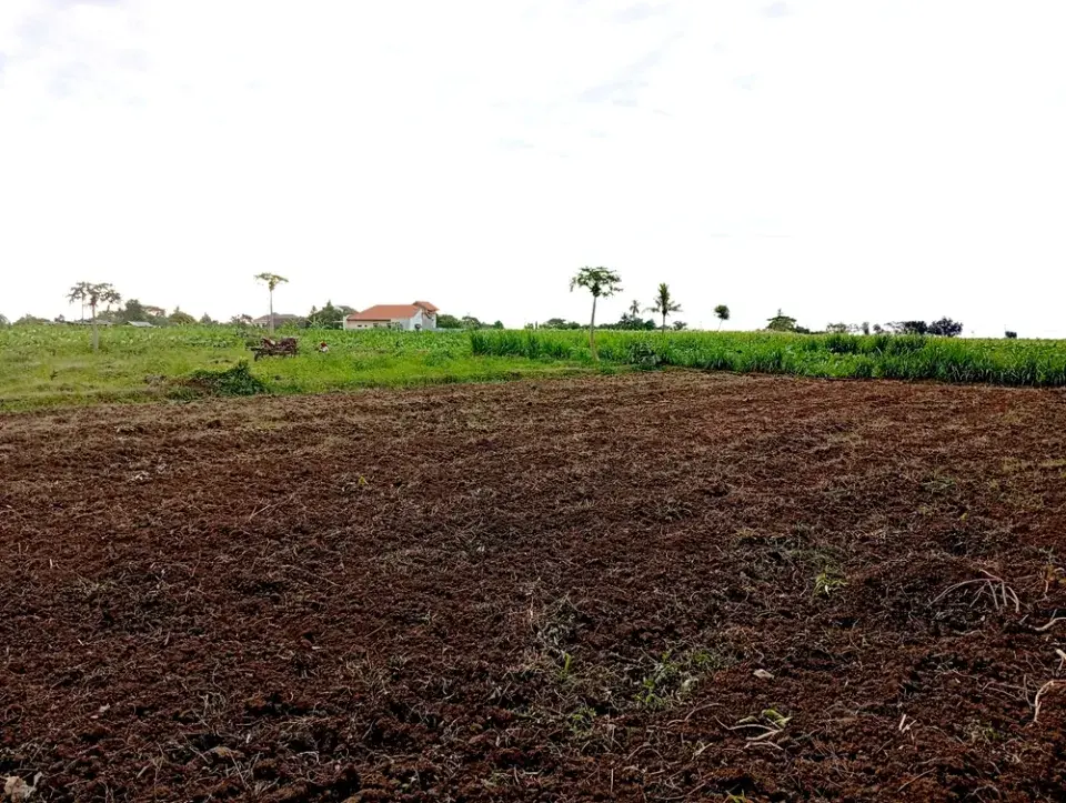 Plánování, ochrana a vylepšení zahrady začíná v lednu, dokud zahrada spí
