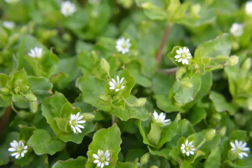 Ptačinec žabinec (Stellaria media)