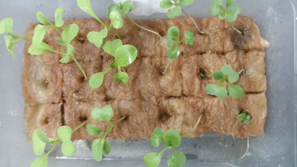 Jak urychlit klíčení semínek v domácích podmínkách?