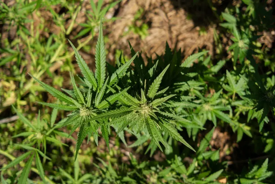 Pěstování konopí 