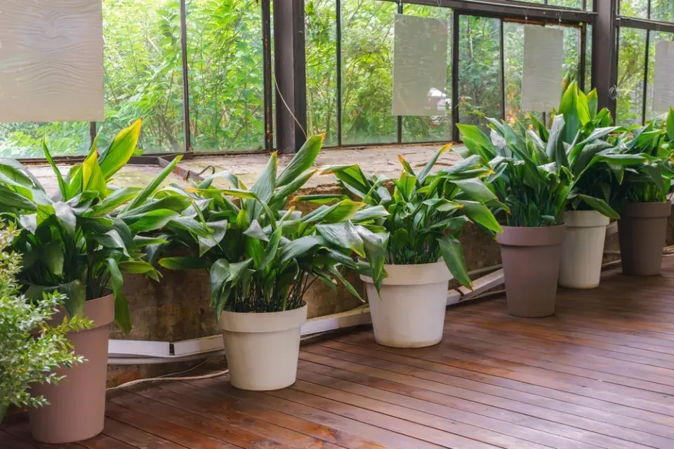  Jaké bude počasí o prvním únorovém víkendu? Ve vzduchu už bude cítit jaro