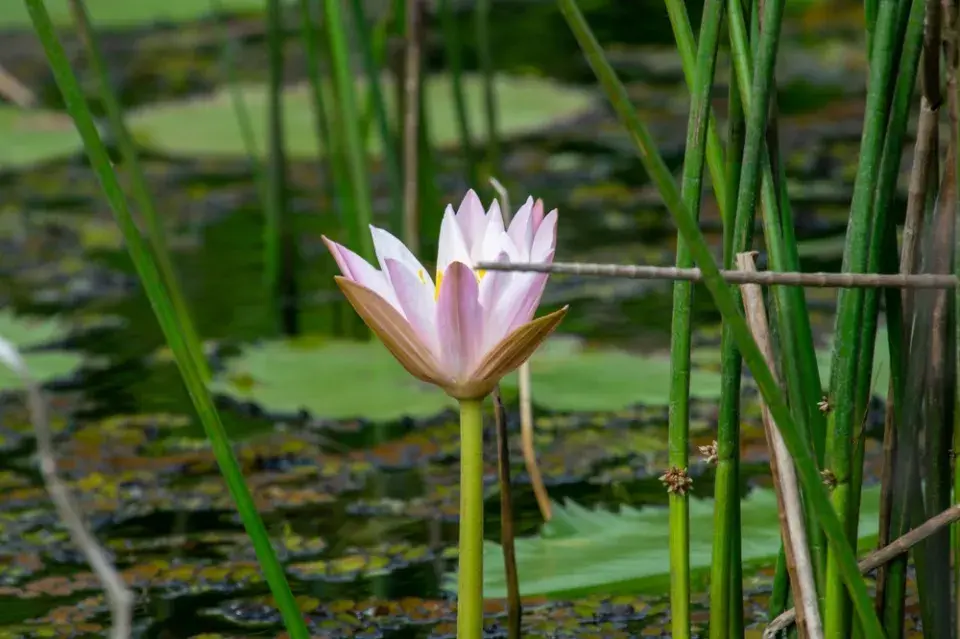 Růžová zahrada, kterou ale zdaleka netvoří jen růže