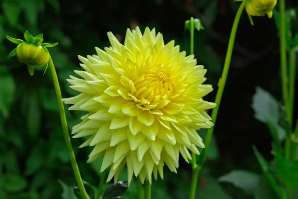 Žlutě kvetoucí zahrada imituje slunce a zvedá náladu