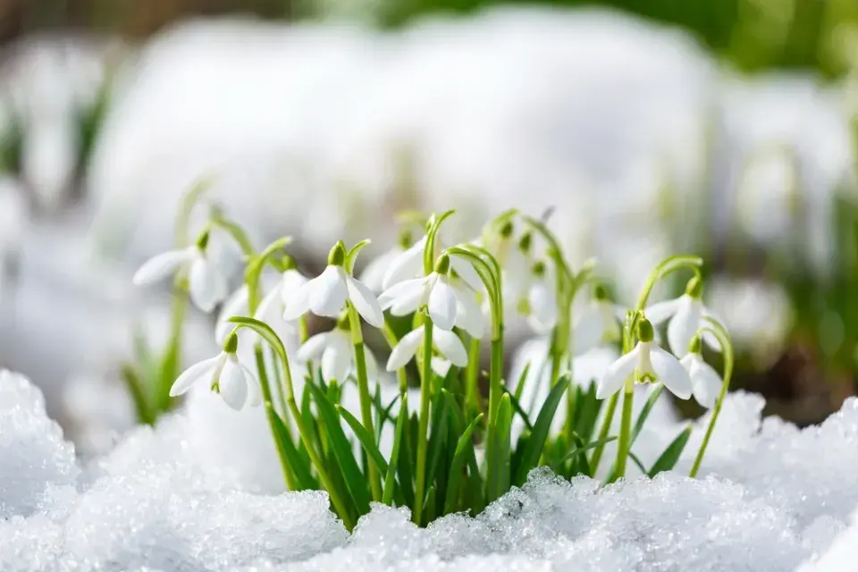 Magické účinky jarních květin