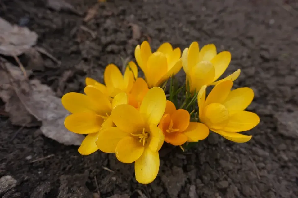 Žlutě kvetoucí zahrada imituje slunce a zvedá náladu