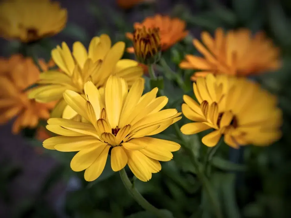 Žlutě kvetoucí zahrada imituje slunce a zvedá náladu