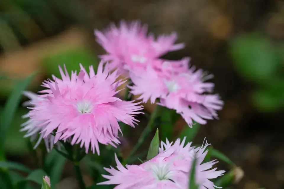 Růžová zahrada, kterou ale zdaleka netvoří jen růže