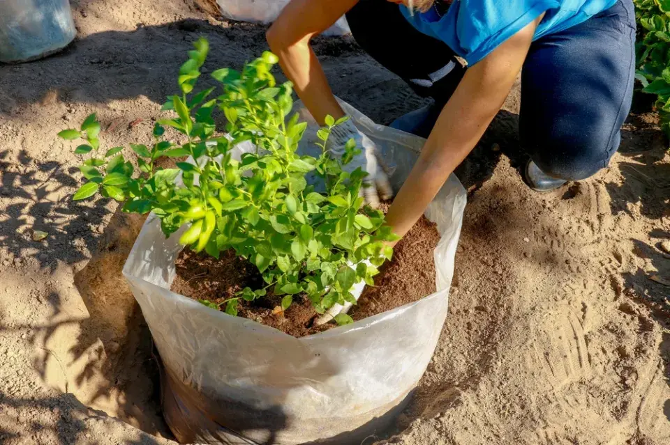 Co potřebují borůvky v únoru? Péči, kterou byste ani nečekali