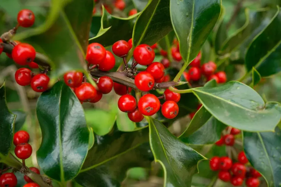 Stálezelená zima nikdy neomrzí