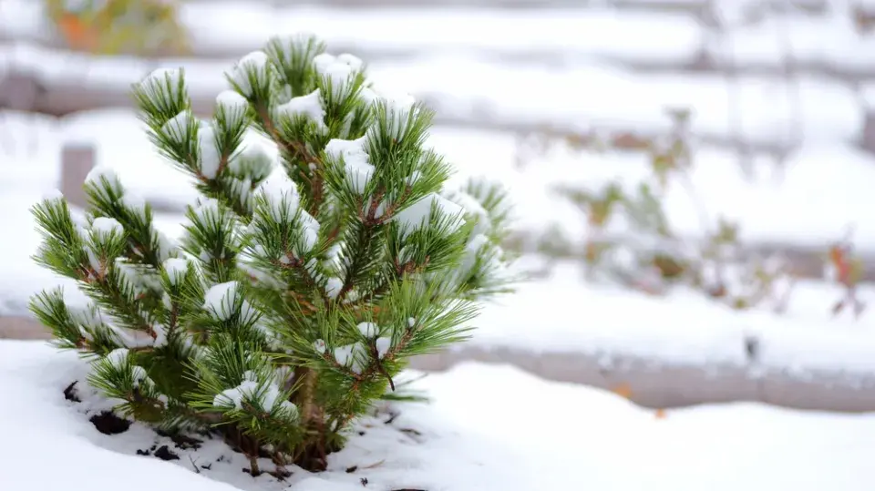 Stálezelená zima nikdy neomrzí