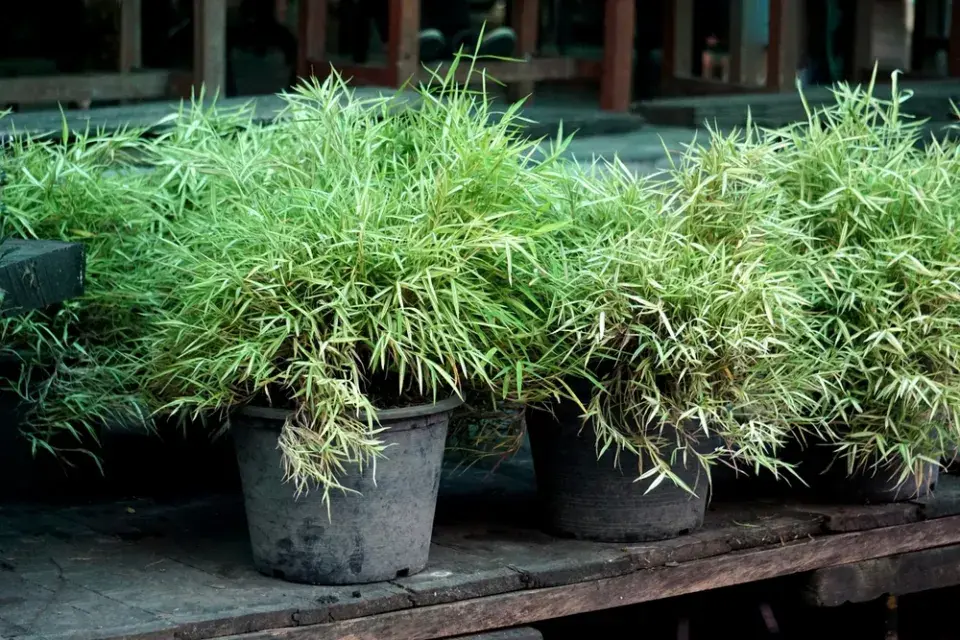 Pokojový bambus (Pogonatherum paniceum) 