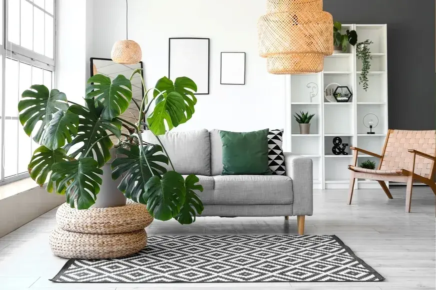 trendy v pokojových rostlinách