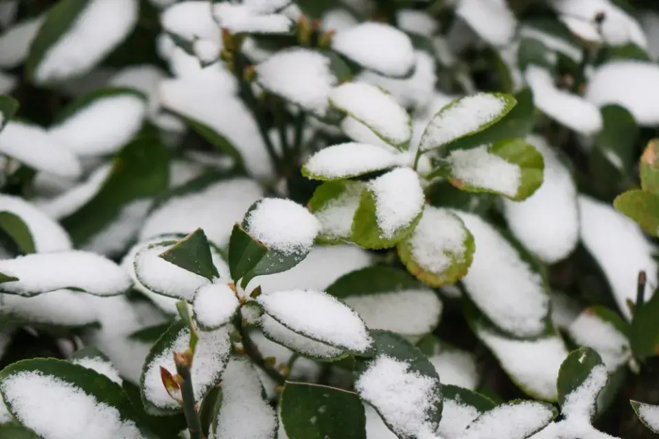 Stálezelená zima nikdy neomrzí