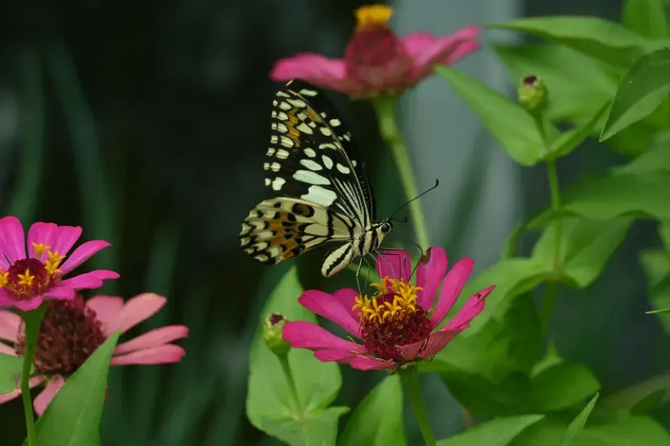 Růžová zahrada, kterou ale zdaleka netvoří jen růže