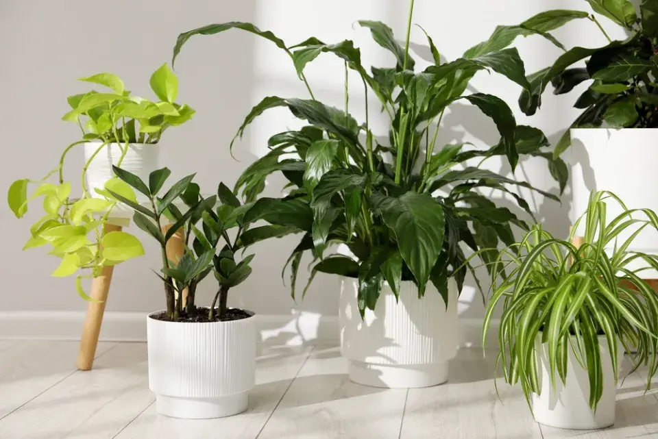 rostliny do kanceláře