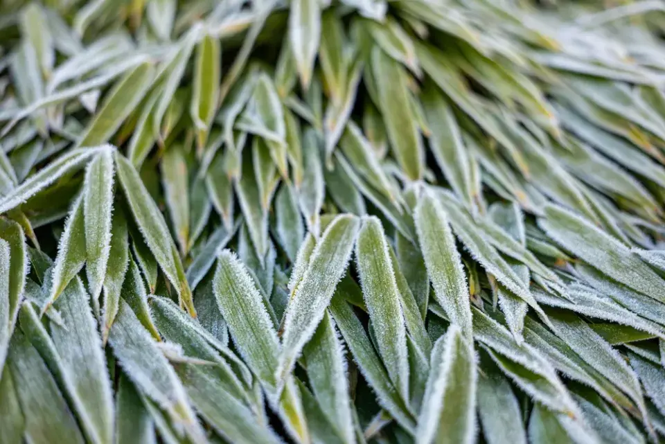 Stálezelená zima nikdy neomrzí