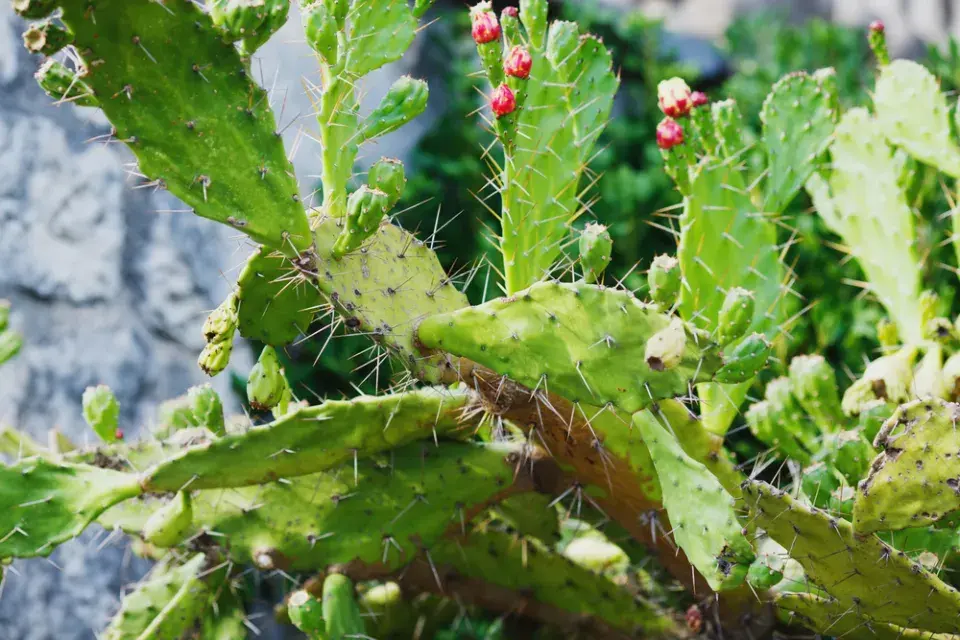 Nopál neboli opuncie