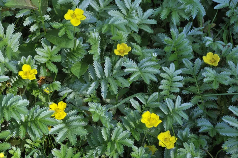 mochna husí (Potentilla anserina)