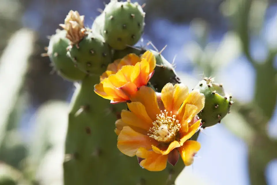 Exotické rostliny v zahradě