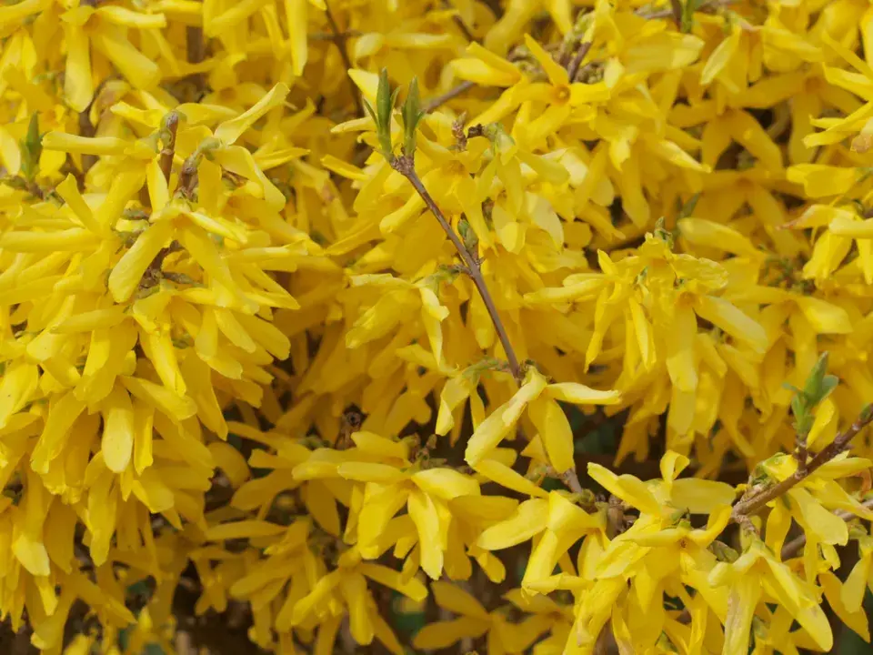 Nejkrásnější jarní keř zlatice prostřední