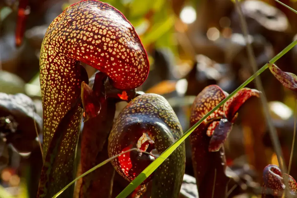 Rostliny k výsadbě do kyselých půd