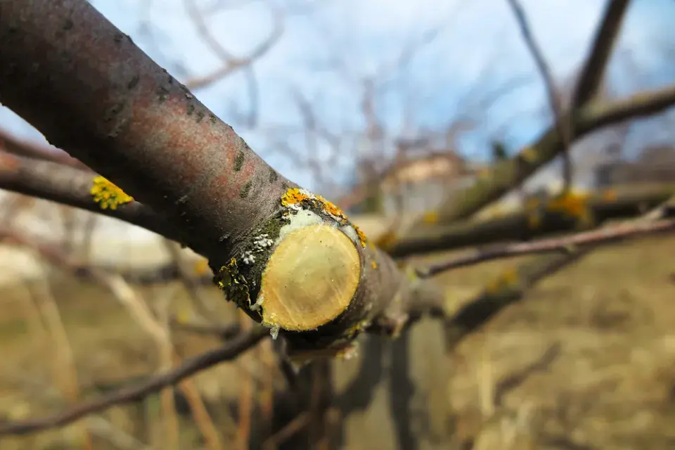 Ochrana ovocných stromů
